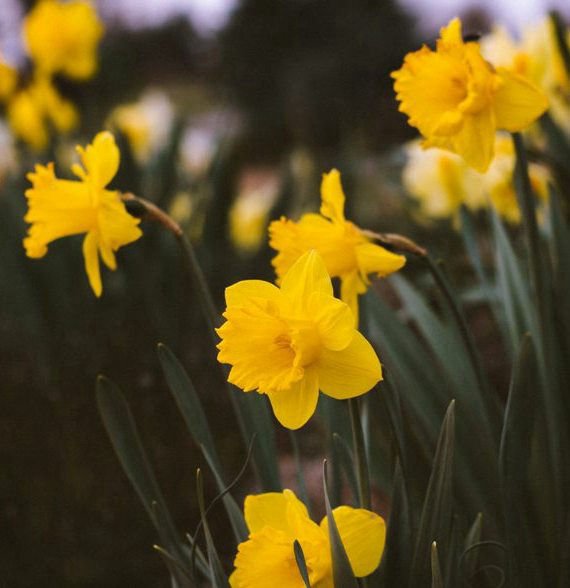 Daffodils.